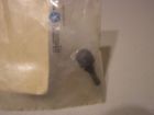 2822617 Mopar Nos Glove Box Door Bumper