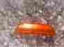 54576225 Lucas Rolls Royce Silver Shadow Bentley T1 Amber Side Marker Lens New Old Stock P167