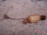 5956698 Gm Body License Plate Light Assembly Original
